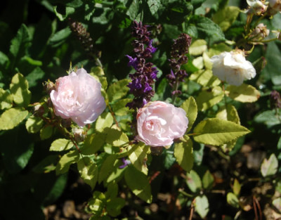 Mignonette_0155_88.jpg