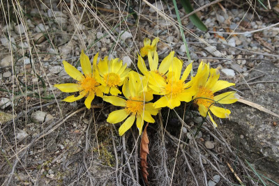 IMG_3507_eAdonis vernalis.JPG