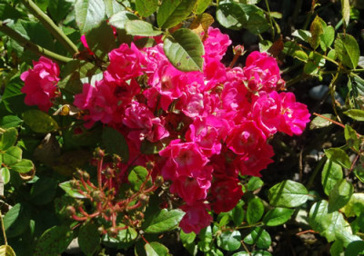 Gloire_de_Polyanthas_0153_83.jpg