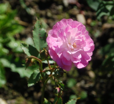 Mme_Norbert_Levavasseur_0150_94.jpg