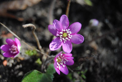 märz 014.jpg