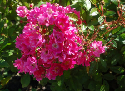 Orleans_Rose_0148_85.jpg