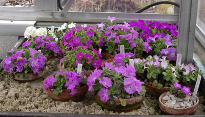 Primula allionii 24.03.16.JPG