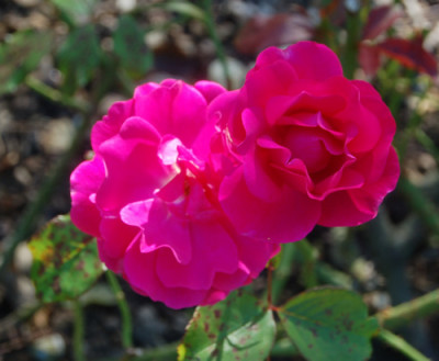 Rodhatte_0145_95.jpg
