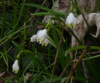 Leucojum-yellow-ax.jpg