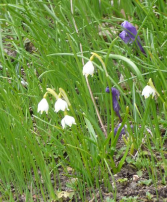 Leucojum-yellow-ax2.jpg