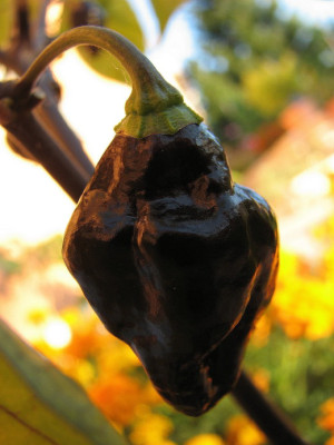Fatalii_1.jpg