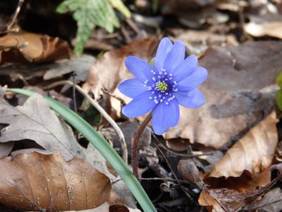 2016-03-24 Hepatica 1.jpg
