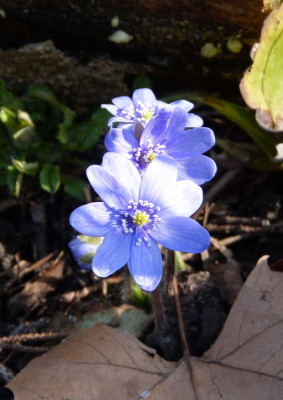 2016-03-24 Hepatica 2.jpg