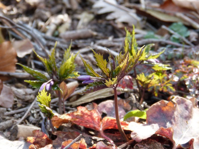 2016-03-24 Cardamine glanduligera.jpg