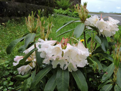 DSCN0464.JPG