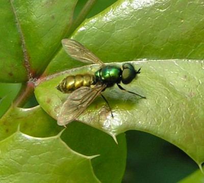 Chloromyia_formosa_-_Goldgruene_Waffenfliege_01.jpg