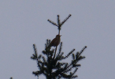 2016-03-23 Vogel.jpg