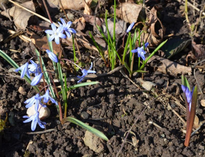Scilla.16-1.jpg