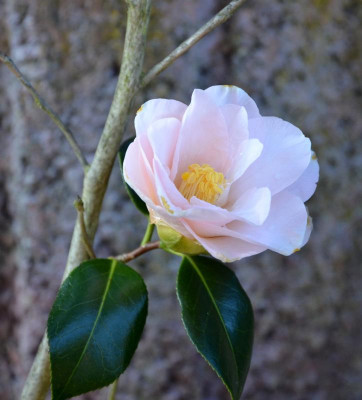 Camellia-Hagoromo.16-1.jpg