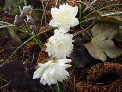 Hepatica nobilis flore plena Typ Stockholm 26.03.2016.jpg