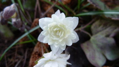 Hepatica nobilis Typ Stockholm 26.03.2016.jpg