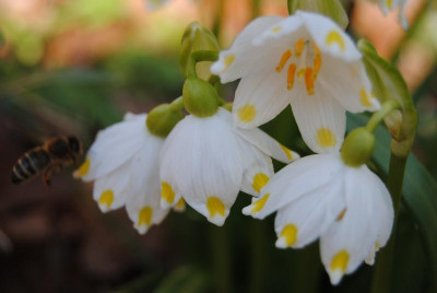 schneeglöckchen gross u klein 096.jpg