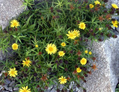 new_Inulla_ensifolia_2006-09-09.jpg