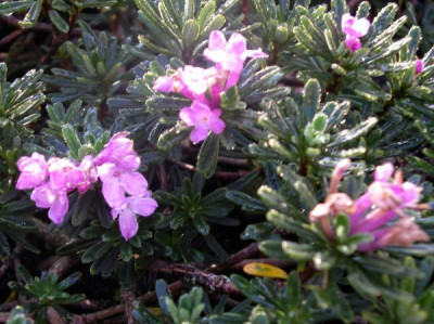 new_Daphne_arbuscula_compacta_2006-09-09.jpg