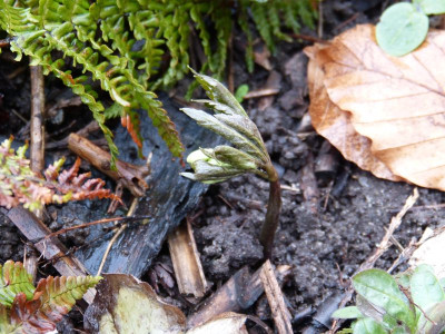 2016-03-22 Cardamine enneaphyllos.jpg