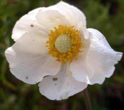 new_Anemone_sylvestris_Macrantha_2006-09-09.jpg