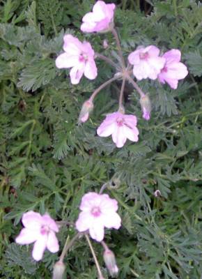 new_Erodium_absinthoides_var.armanum_2006-09-09.jpg