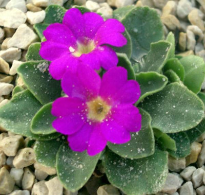 new_Primula_x_allionii_Lismore_Treasure_2006-09-09.jpg