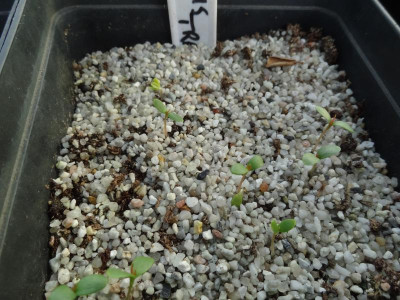 Malus transitoria Germination March 2016.JPG