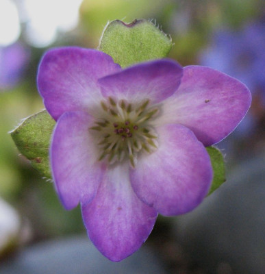 'Maria Sybilla Merian'  ...  25.3.16 018.jpg