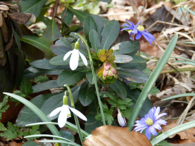 2016-03-27 Gartenimpressionen 1.jpg