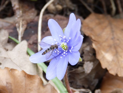 2016-03-27 Gartenimpressionen 2.jpg