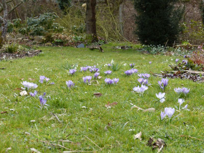 2016-03-27 Gartenimpressionen 3.jpg