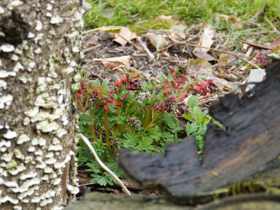 2016-03-27 Gartenimpressionen 5.jpg
