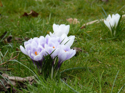 2016-03-27 Gartenimpressionen 6.jpg
