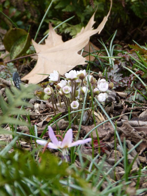 2016-03-27 Gartenimpressionen 7.jpg