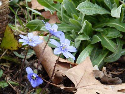 2016-03-27 Gartenimpressionen 8.jpg