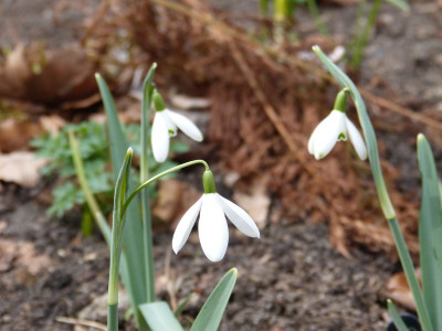 2016-03-27 Galanthus 'Maximus'.jpg