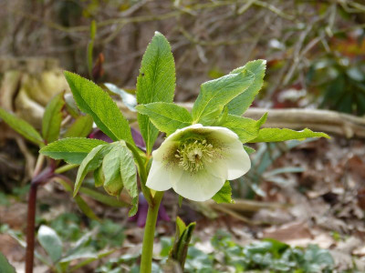 2016-03-27 Helleborus 2.jpg
