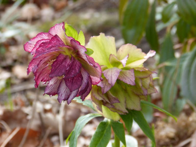 2016-03-27 Helleborus.jpg