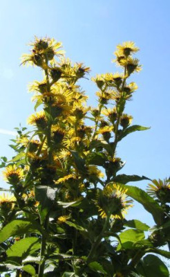 Inula_racemosa3.jpg