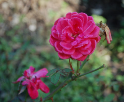 Coralin_0072_95.jpg