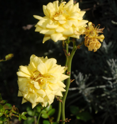 Estrellita_dOro_0074_94.jpg