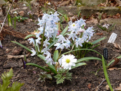 2016-03-27 Scilla Anemone.jpg