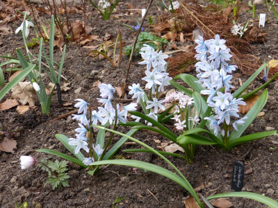 2016-03-27 Scilla.jpg
