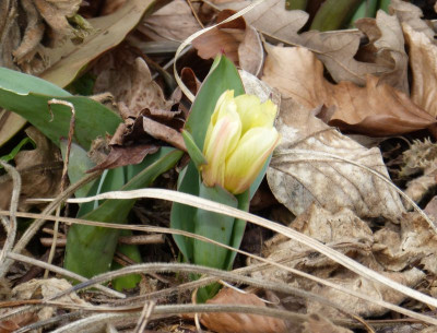 2016-03-27 Tulpe.jpg