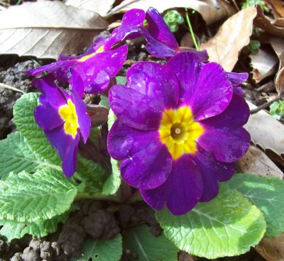 100_6172 Primel violett.jpg