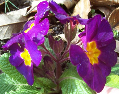100_6173 Primel violett.jpg