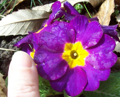 100_6174 Primel violett.jpg