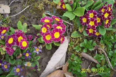 100_6176 Primel mit Rand.jpg